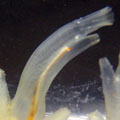 Self/nonself-Recognition Systems in Ascidians
