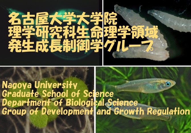 $BL>8E20Bg3XBg3X1!(B $B!&M}3X8&5f2J(B
            $B!&@8L?M}3X@l96(B $B7ABVE}8f3X9V:B(B $BH/@8@.D9@)8f3X8&5f%0%k!<%W(B Group of Development and
            Growth Regulation Laboratory of Developmental Biology
            Graduate School of Science Nagoya University