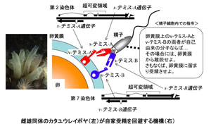 自家受精