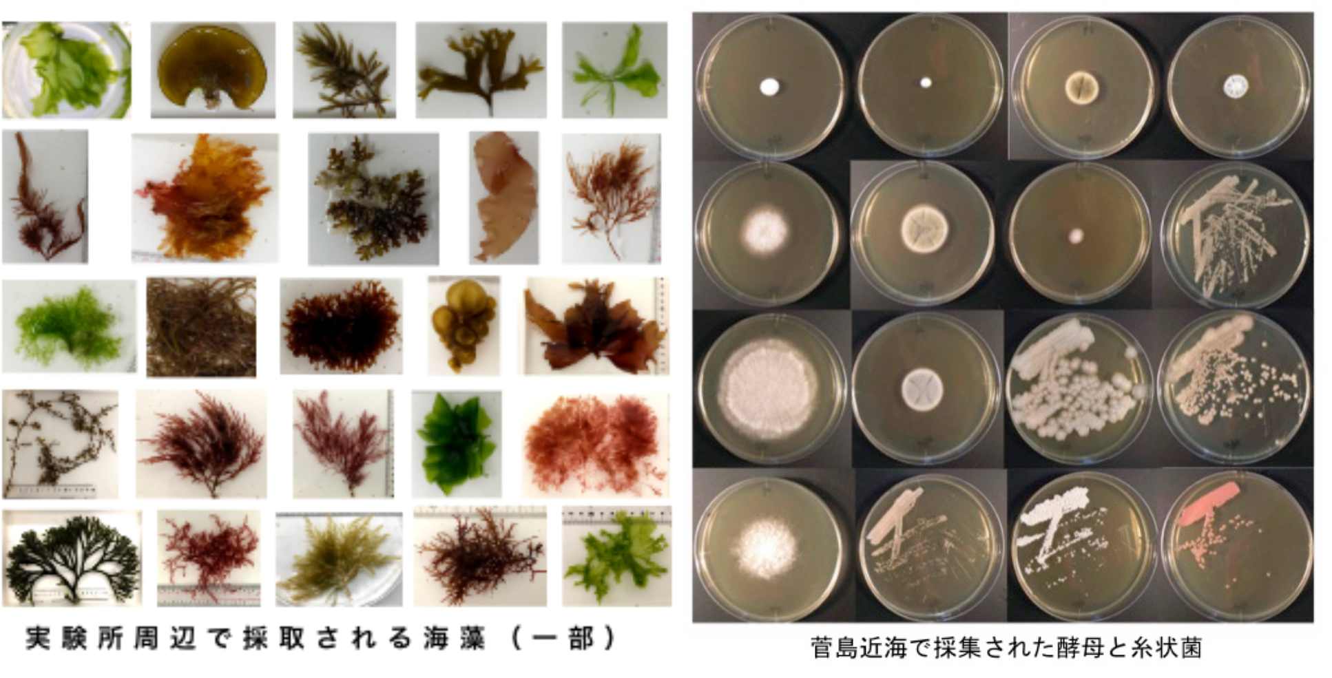 海洋細胞生物学チーム