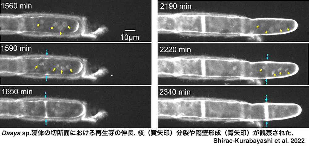 分子生物学的技術の開発