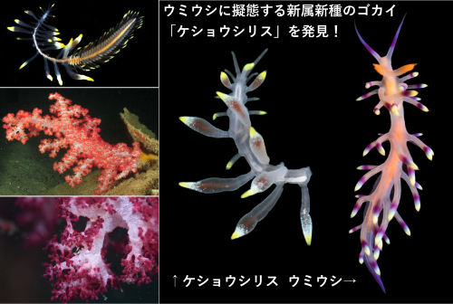 生物多様性・系統進化学チーム