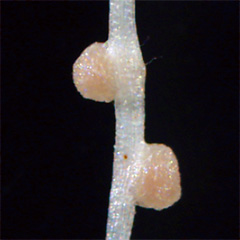 マメ科植物の根粒の数を制御するグリコペプチド