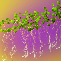 根の硝酸イオン輸送体の活性を制御する脱リン酸化酵素