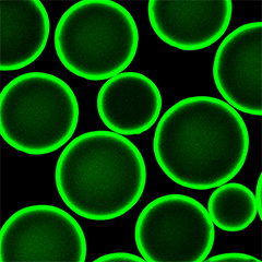 Ligand fishing using immobilized receptor kinase