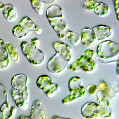 A tyrosine-sulfated peptide promoting cell proliferation