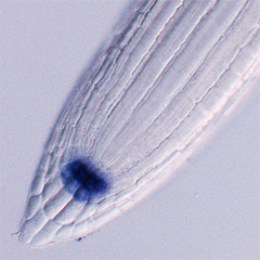 A peptide hormone regulating root meristem development