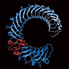 Ligand-binding domain of LRR-RK BAM1
