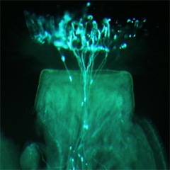 An enzyme catalyzing peptide hormone arabinosylation