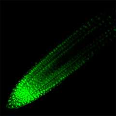 Receptors for peptide hormone RGF