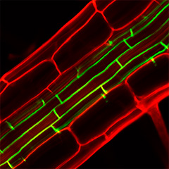 A peptide required for Casparian strip formation