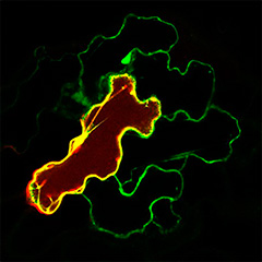 AGP glycans contribute plasmodesmata biogenesis