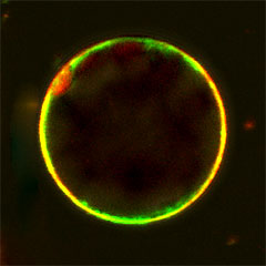 Integration of shoot-derived signals by root TGA
