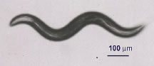 C.elegans