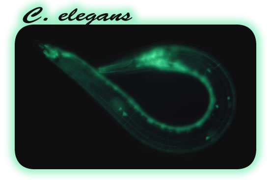 C.elegans