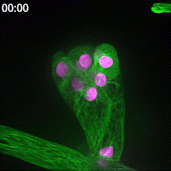 Videos may not play on some devices