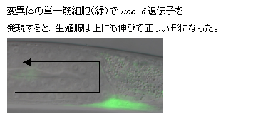 テキスト ボックス: 変異体の単一筋細胞（緑）でunc-6遺伝子を
発現すると、生殖腺は上にも伸びて正しい形になった。
 
