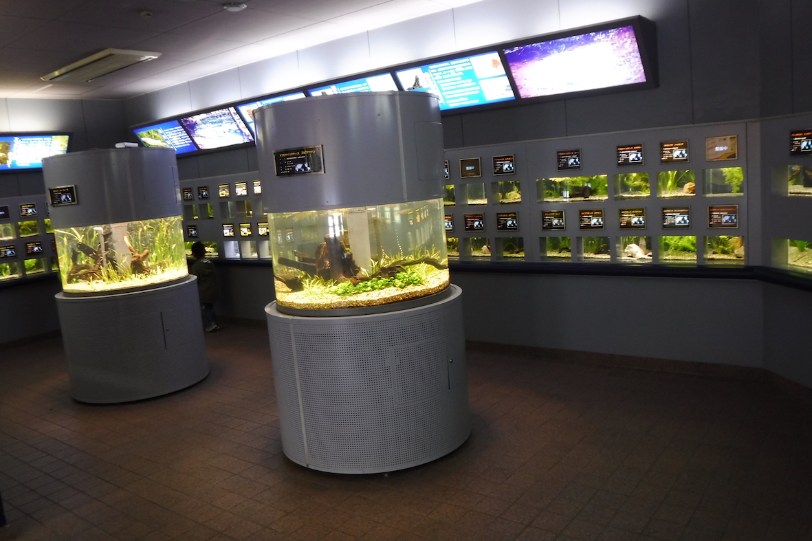 World’s Medaka Aquarium Inside